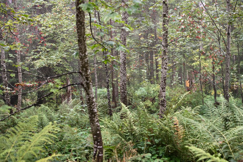 Bild: Karin Hofer / NZZ