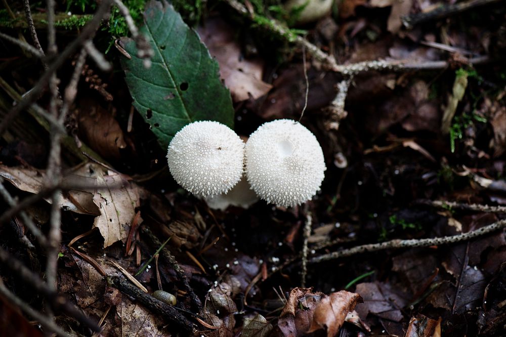 Flaschen-Stäubling Pilz im Wald 