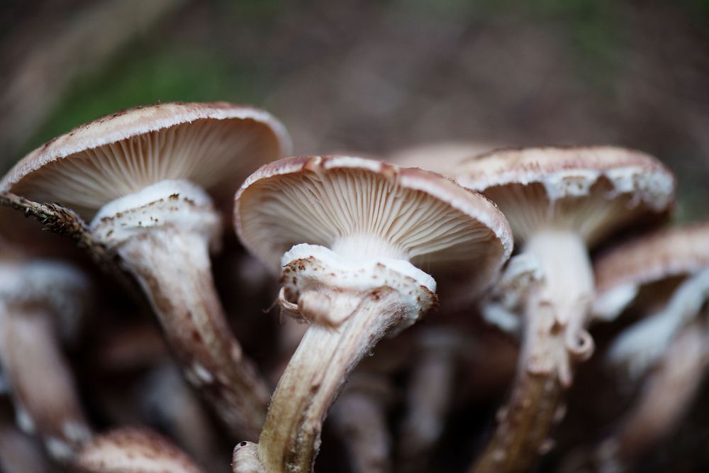 Hallimasch Pilze im Wald von Hinwil 