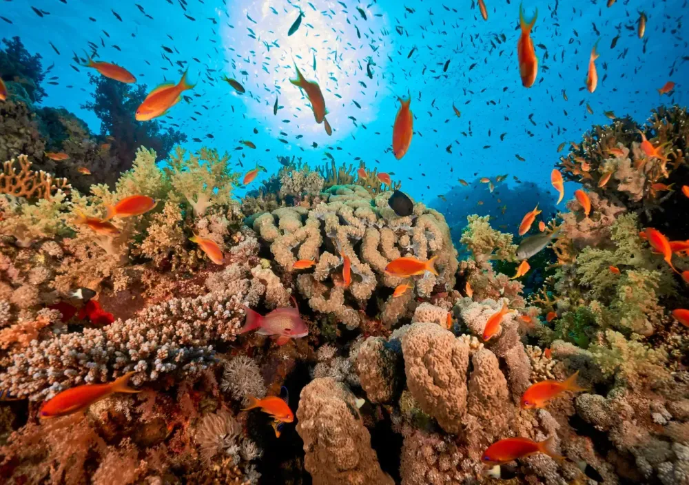 Unberührtes Riff im Golf von Akaba im Roten Meer.