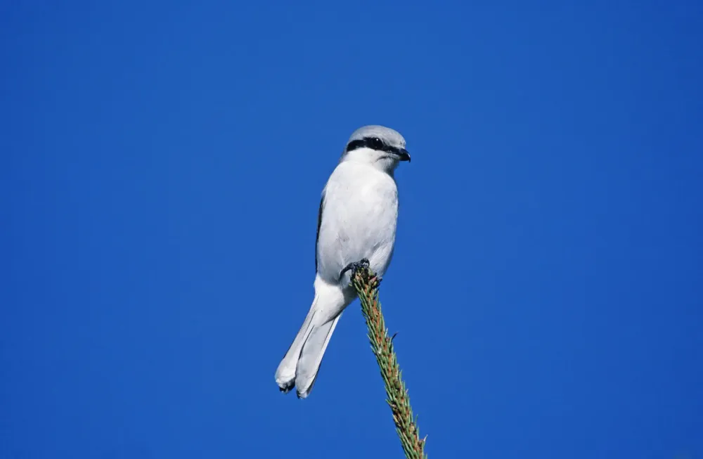 Ein Raubwürger sitzt auf einem Ast 