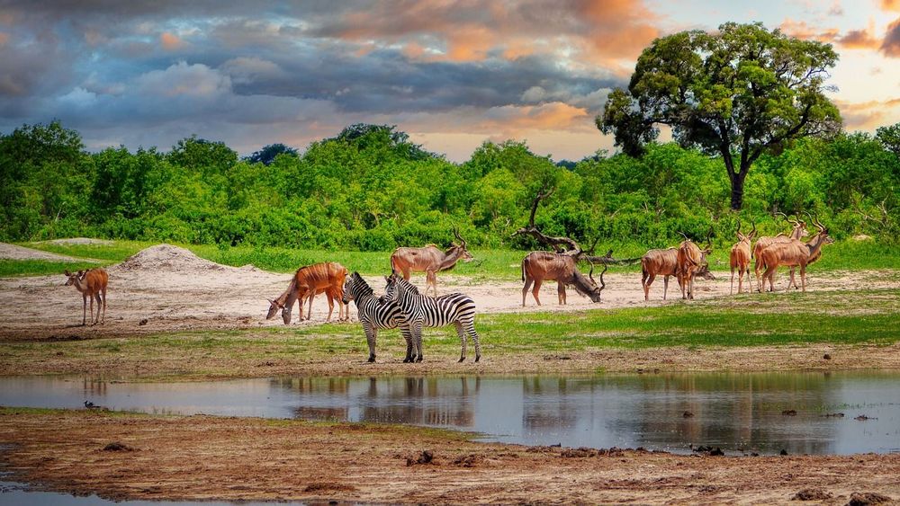 https://pixabay.com/photos/antelopes-zebras-potions-lake-pond-5920340/