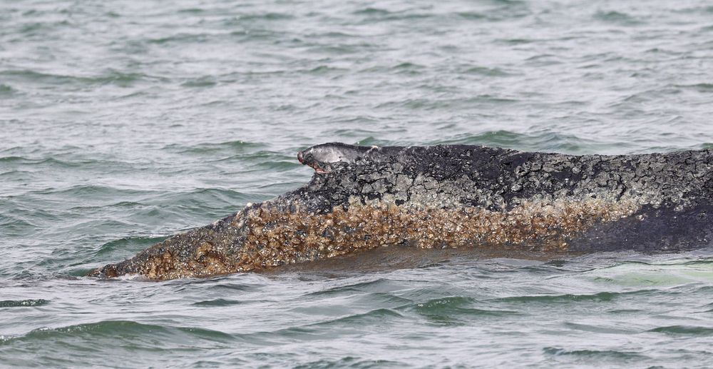 Die Haut des Wals in der Ostsee ist sichtbar geschädigt.