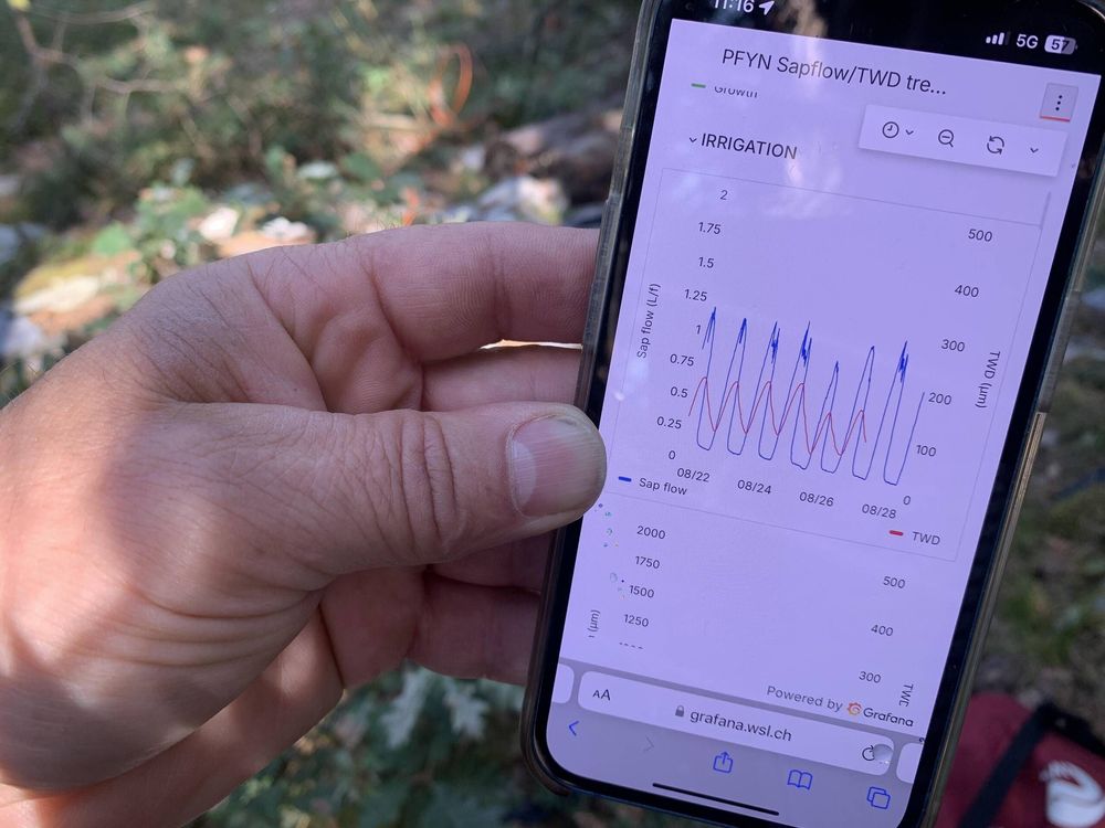 Roman Zweifel montre les mesures du flux d’eau dans l’arbre et de la croissance journalière du tronc mesurées par des capteurs à l’intérieur de l’arbre.