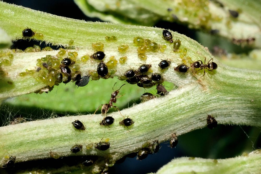 Vorteilhafte Beziehung: Der Honigtau der Blattläuse lockt Ameisen an, sie melken diese und verteidigen sie gegen ihre Fressfeinde.