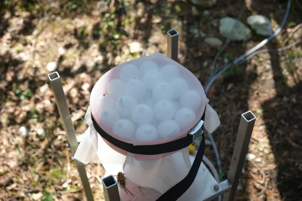 Pingpong-Bälle in einer Schale