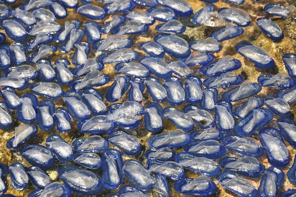 Die Quallen schwimmen in Schwärmen, am liebsten in warmen Meeren. Wie hier bei Bonifacio, Korsika.