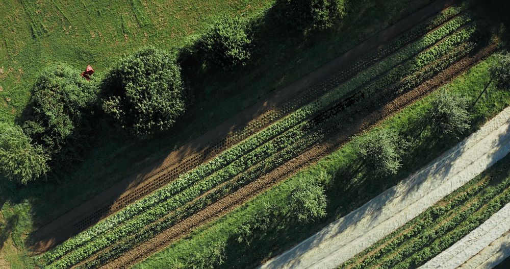 Agroforst gilt als ein zukunftsfähiges Anbausystem: Die Bäume verbessern unter anderem die Wasserspeicherfähigkeit im Boden und brechen den Wind.