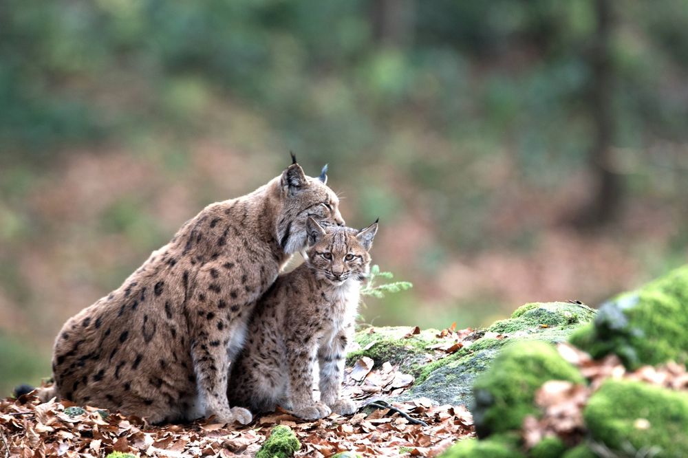 Zwei Luche im Wald: Das Muttertier leckt den Kopf ihres Jungen