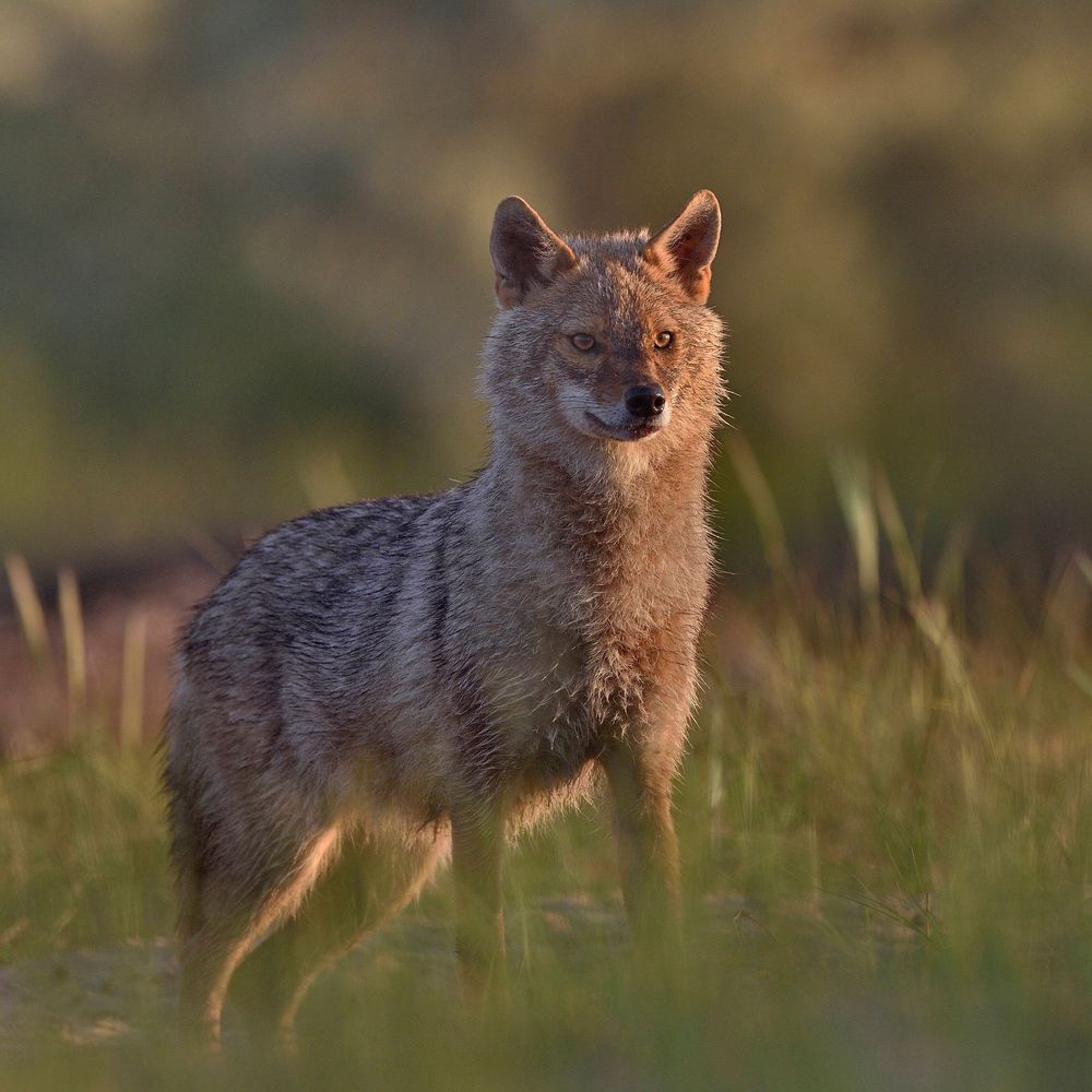Neuer Nachbar auf dem Radar: Der Goldschakal taucht vermehrt auf, ob er sich dauerhaft etabliert, ist aber noch offen.