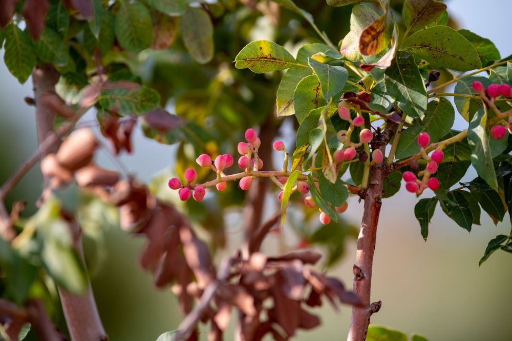 Ähnlich wie Trauben: Pistazien wachsen in Bündeln von zehn bis zwanzig eng aneinanderliegenden ovalen Früchten.