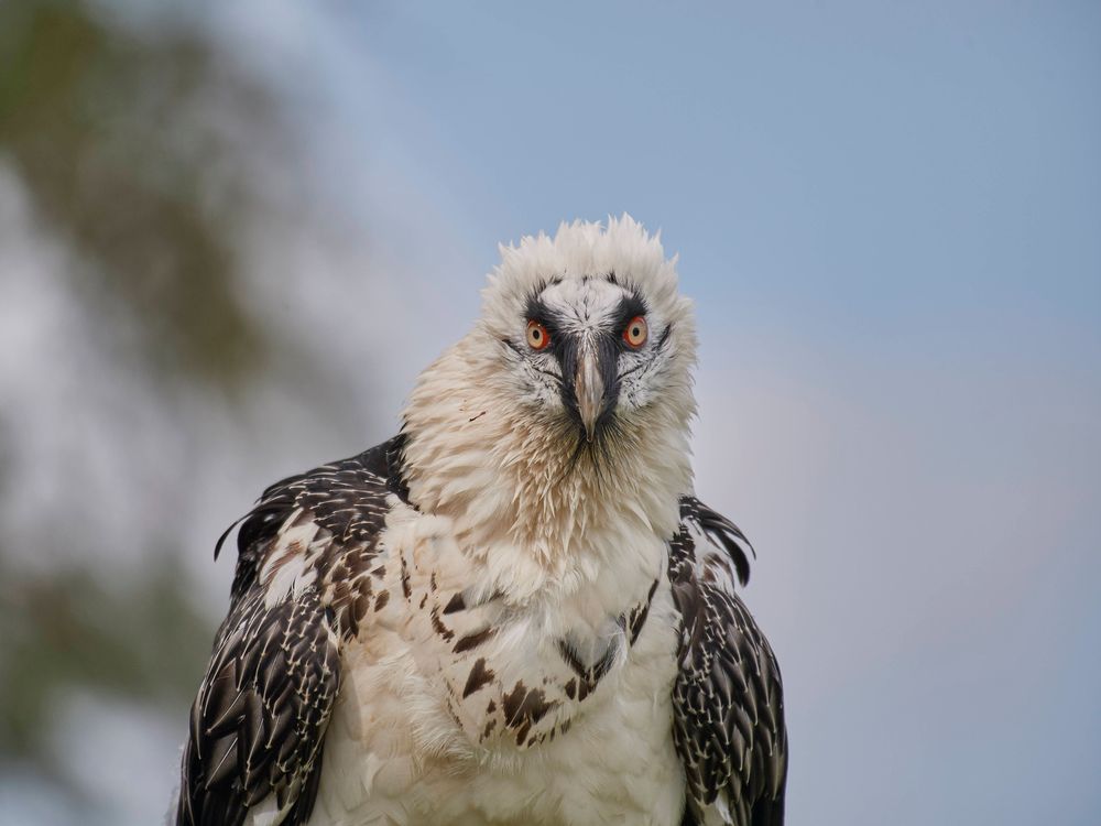 Ein Bargeier blickt direkt in die Kamera