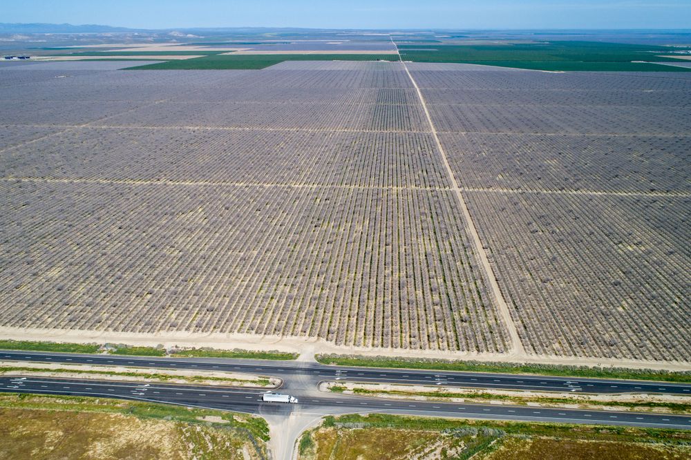Pistazienplantage in der Wüste Kaliforniens