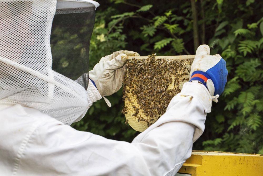 Die Zahl der Imker in der Schweiz ist rückläufig. Bild: Imago