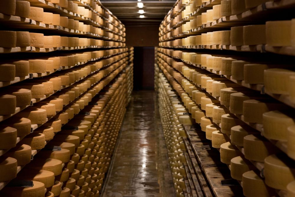 Meules de Gruyère dans une cave d'affinage.