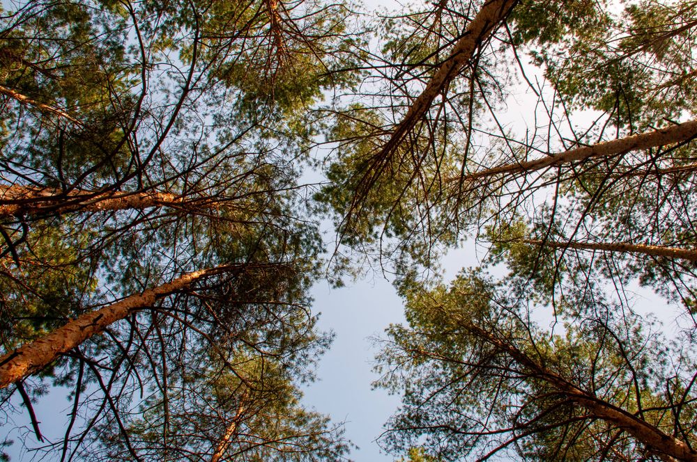 Kiefern in einem Wald
