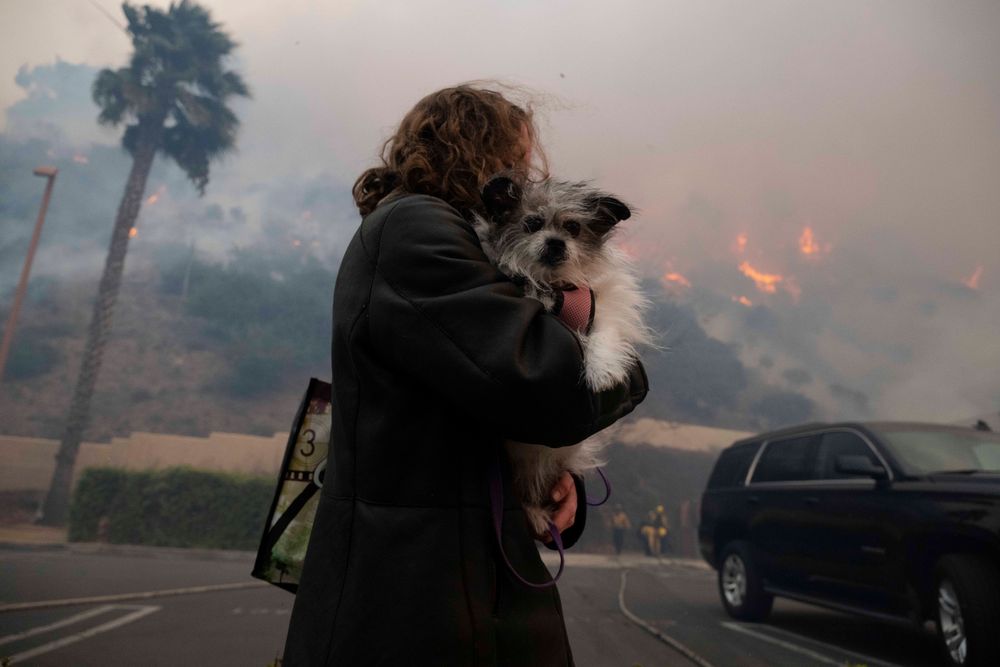 Eine Frau trägt ihren Hund auf dem Arm während sie die Waldbrände in Palisades beobachtet