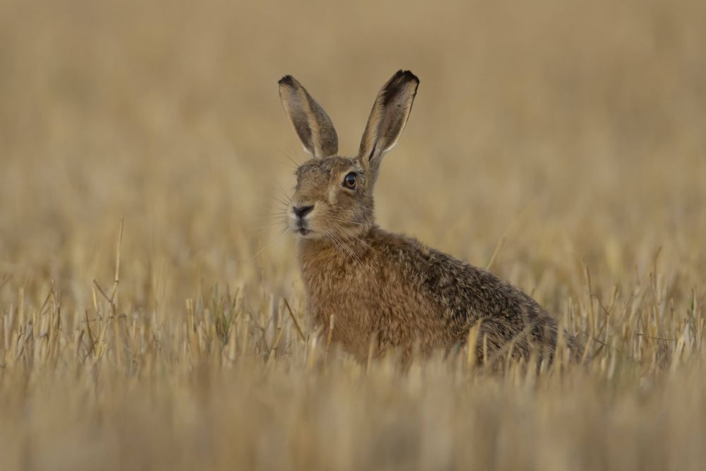 Aufgeräumte Felder, Siedlungsdruck, weniger Rückzugsräume: Der Feldhase wird im Mittelland vielerorts zur seltenen Begegnung.