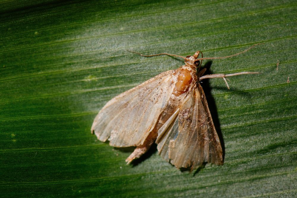 Gilt es in Schach zu halten: Der Maiszünsler ist ein wirtschaftlich bedeutender Schädling.