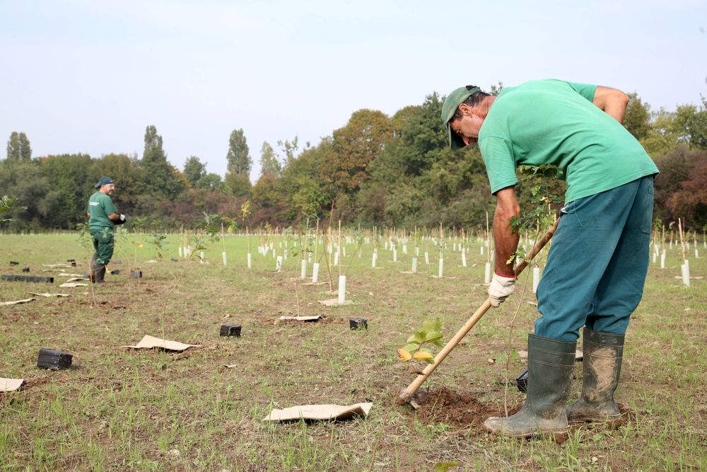 Auch Mailand pflanzt mit: Bis 2030 soll die Metropole um drei Millionen Bäume reicher sein.