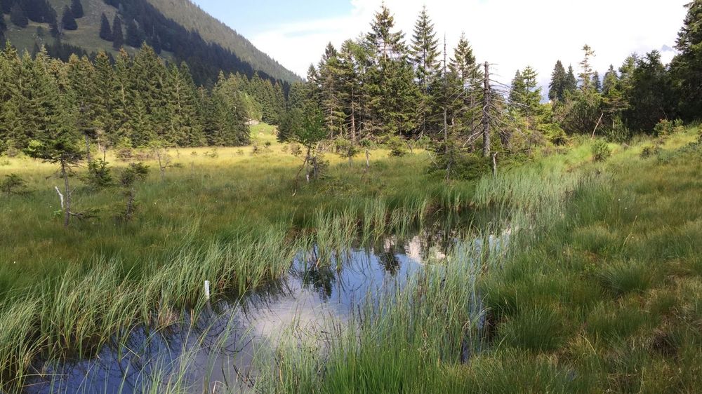Das Hochmoor im Glarner Schwändital wurde renaturiert.