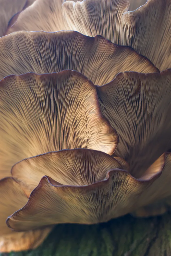 https://unsplash.com/de/fotos/selektives-fokusfoto-des-pilzes-UMaGtammiSI