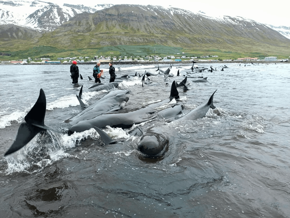 Le balene pilota arenate sulla spiaggia di Ólafsfjörður.