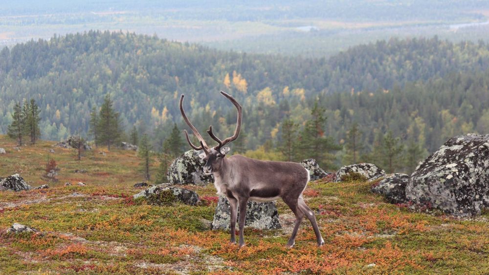 Espèces exotiques envahissantes