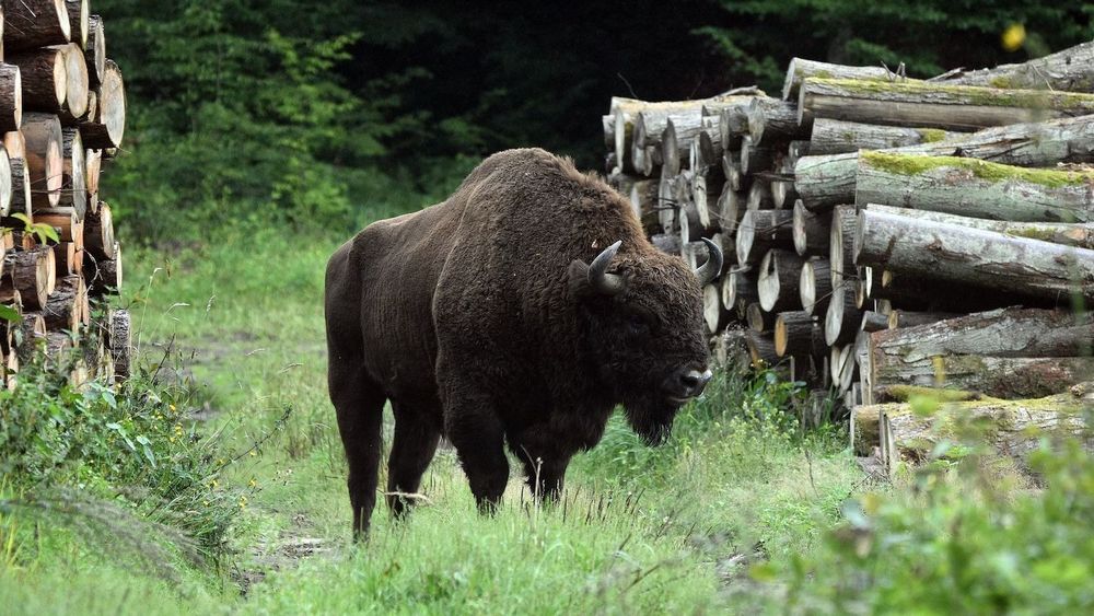 Wisent