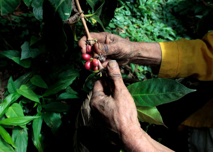 In Matagalpa, Nicaragua, sammeln Arbeiter Kaffeekirschen. Hier zerstörten im Herbst 2020 gleich zwei Hurrikane einen Grossteil der Ernte.