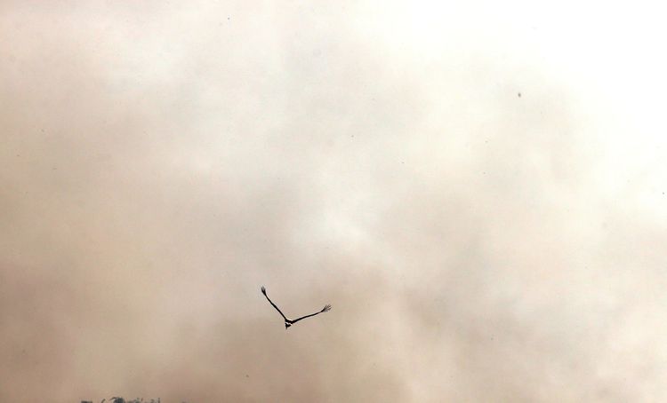 Ein Storch fliegt durch an einem vernebeltem Himmel vorbei