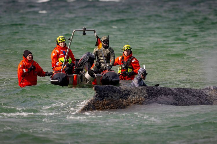Als der Buckelwal vor Niendorf strandete, untersuchten ihn Helfer.