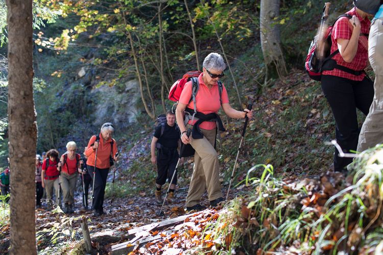 Eine Wandergruppe von Seniorinnen und Senioren gehen durch einen Wald
