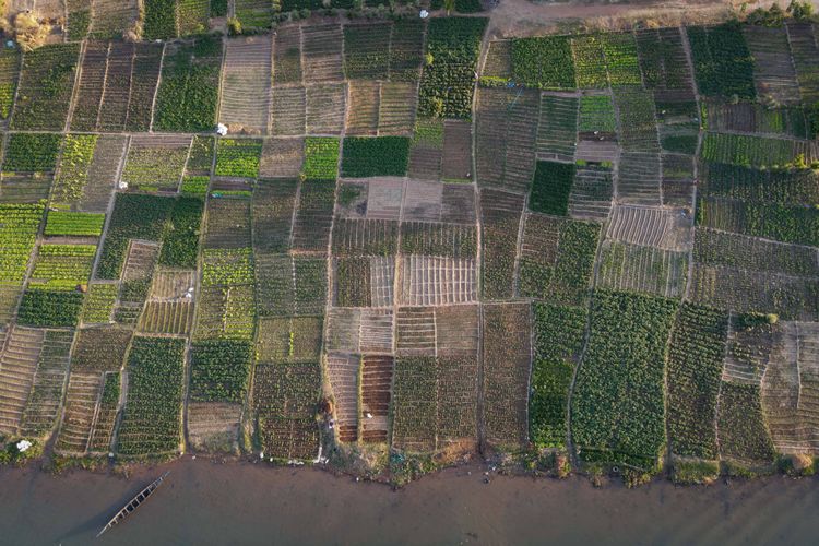 Gemüsegärten entlang des Nigerufers in Ségou, Mali.
