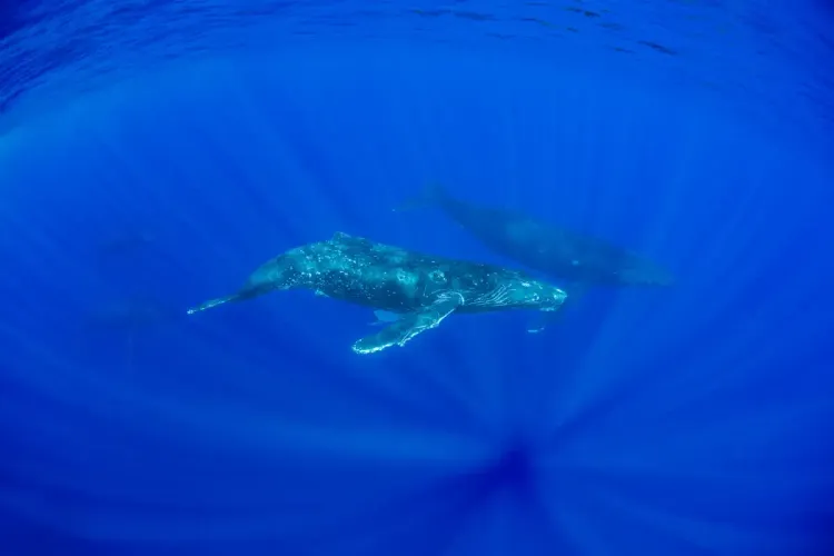 Buckelwale im Pazifik: 2023 haben die Weltmeer rund 10 Prozent weniger Kohlendioxid aufgenommen als sonst.
