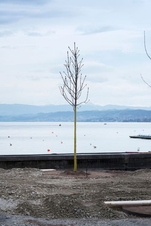 Baum in Zürich