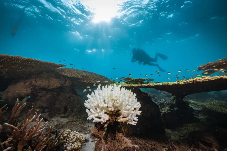 Korallenbleiche vor Djibouti nach dem El-Niño-Ereignis von 2023.