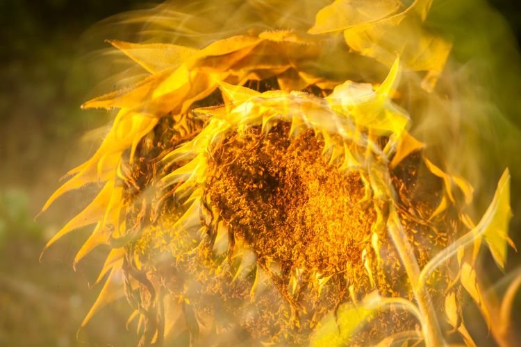 Die Folgekosten extremer Hitze abschätzen zu können, ist für die Wirtschaft relevant.