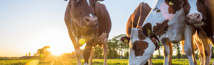 «La soluzione? Alghe commestibili da aziende agricole svizzere!»