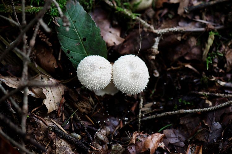 Flaschen-Stäubling Pilz im Wald