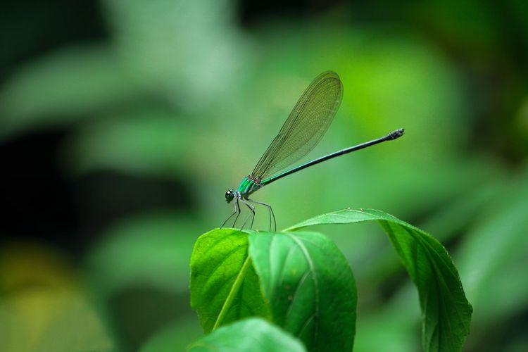 Biodiversity Navigator