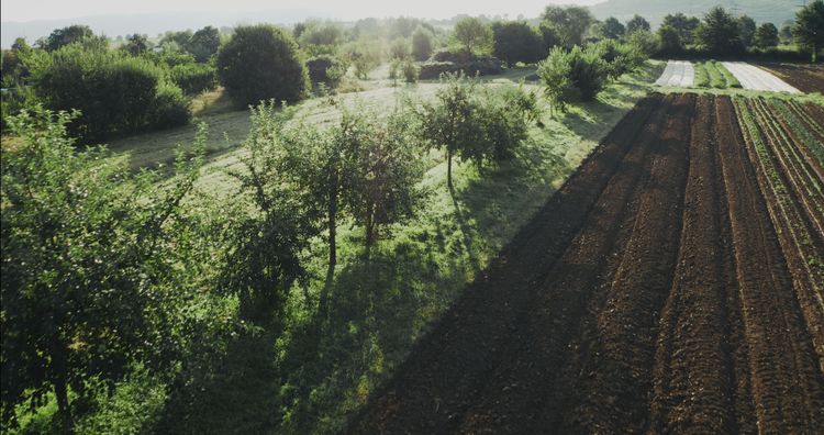 Baumreihen auf dem Acker: Dieser Betrieb im Kanton Aargau hat vor 15 Jahren mit dem Agroforst angefangen. Sowohl die Bäume als auch das Ackerland bringen Ertrag.