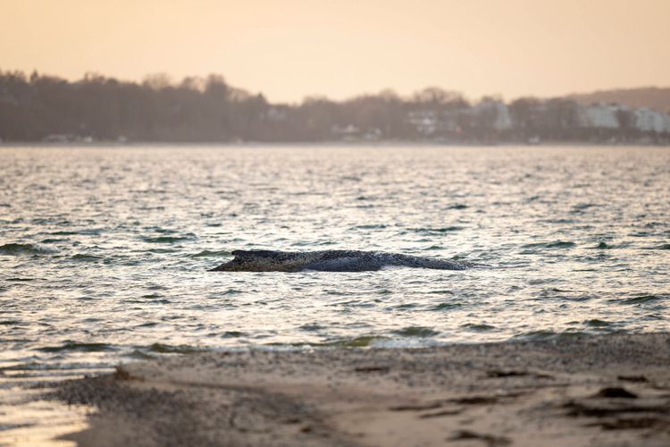 Der Buckelwal ist in der Ostsee vor Timmendorfer Strand gestrandet. Wegen des Strands bekam er den Namen Timmy. Wenn etwas einen Namen hat, ist es uns emotional gleich viel näher. Aber ob Timmy etwas davon hat?