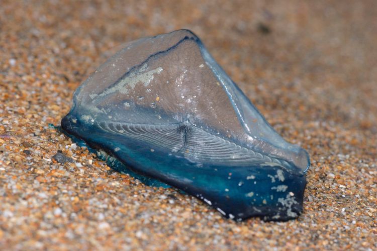 Mithilfe ihres dreieckigen «Segels» driftet die Segelqualle vom Wind angetrieben an der Meeresoberfläche – und macht oft auf südeuropäischen Stränden halt.
