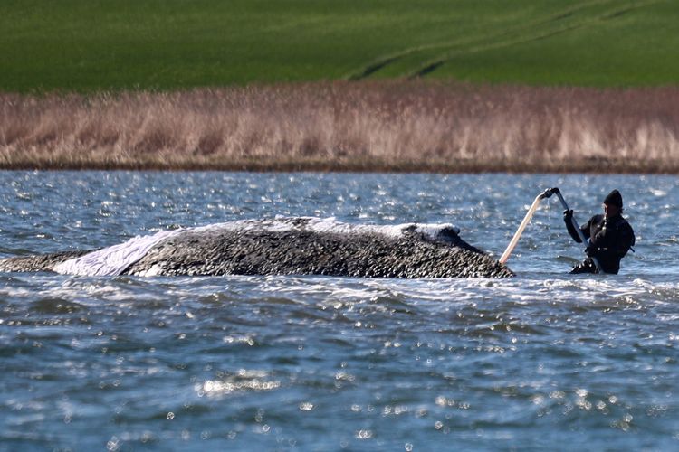 Schutz vor Sonne und Austrocknung: Der gestrandete Buckelwal wurde Ende April tagelang mit Tüchern bedeckt und mit Salzwasser besprüht.