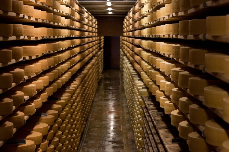 Meules de Gruyère dans une cave d'affinage.