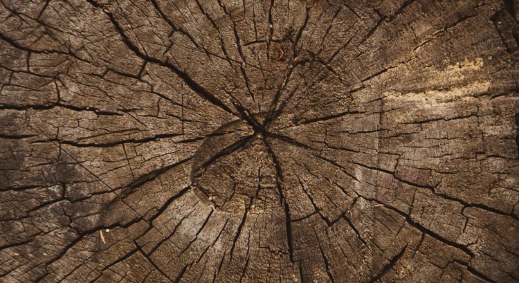 Volodymyr Hryshchenko/Pixabay