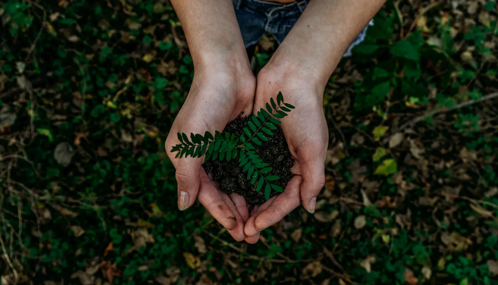 https://unsplash.com/de/fotos/grune-pflanze-x8ZStukS2PM