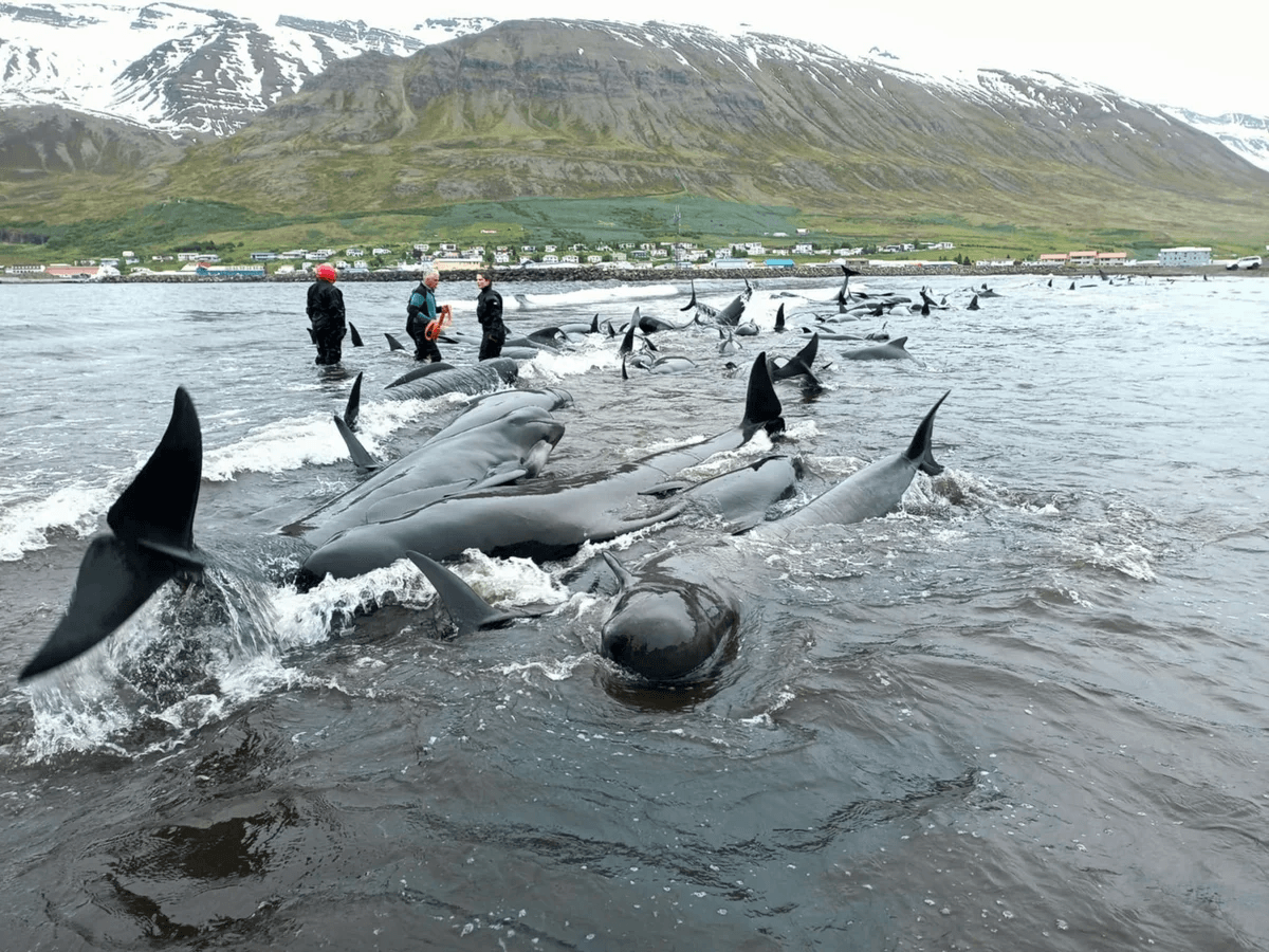 Le balene pilota arenate sulla spiaggia di Ólafsfjörður.