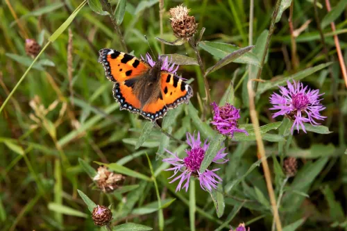 Das Hochmoor Les Ponts-de-Martel ist renaturiert – hier wurde das Gesetz vollzogen.